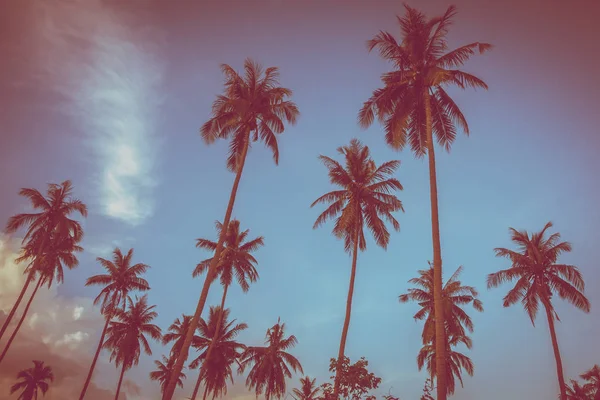 Gökyüzü günbatımı zaman - Vintage filtre tropikal doğa ve siluet Hindistan cevizi hurma ağacı ile güzel açık görünüm