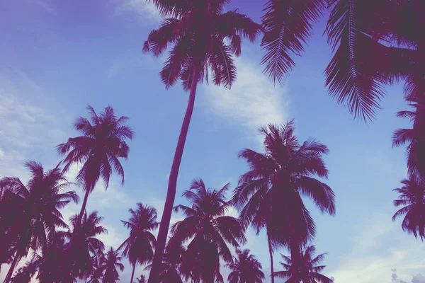 Krásné Venkovní Pohled Tropické Přírody Silueta Kokosu Palmou Obloze Době — Stock fotografie