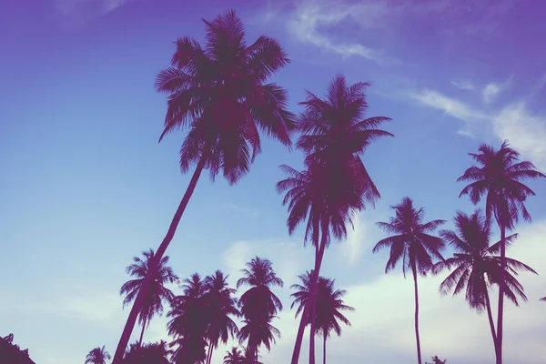 Gökyüzü günbatımı zaman - Vintage filtre tropikal doğa ve siluet Hindistan cevizi hurma ağacı ile güzel açık görünüm