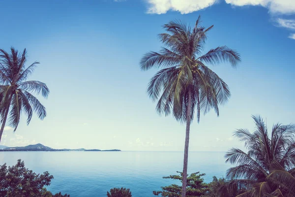 Deniz okyanus mavi gökyüzü arka plan üzerinde güzel Hindistan cevizi hurma ağacı
