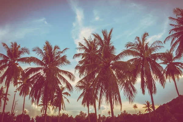 Gökyüzü günbatımı zaman - Vintage filtre tropikal doğa ve siluet Hindistan cevizi hurma ağacı ile güzel açık görünüm