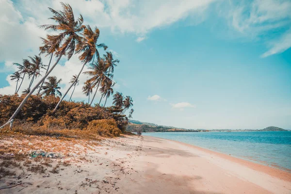 Beautiful Tropical Beach Sea Coconut Palm Tree Paradise Island — Stock Photo, Image