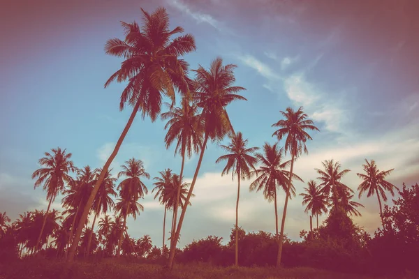 Gökyüzü günbatımı zaman - Vintage filtre tropikal doğa ve siluet Hindistan cevizi hurma ağacı ile güzel açık görünüm