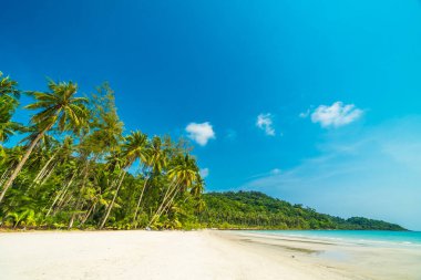 Güzel doğa tropikal plaj ve Hindistan cevizi hurma ağacı için cennet adasında tatil seyahat