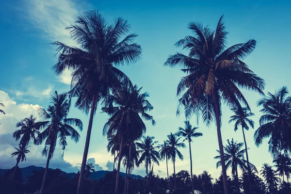 Gökyüzü günbatımı zaman - Vintage filtre tropikal doğa ve siluet Hindistan cevizi hurma ağacı ile güzel açık görünüm