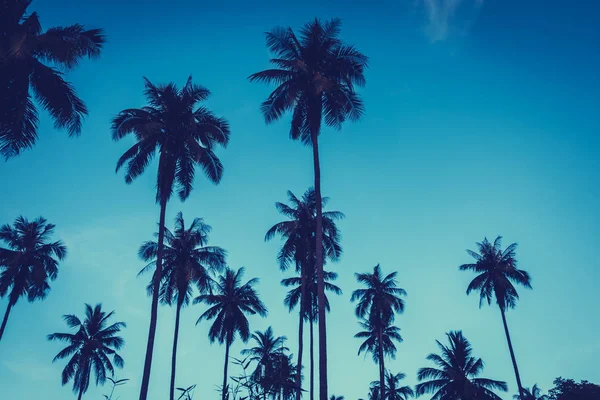 Gökyüzü günbatımı zaman - Vintage filtre tropikal doğa ve siluet Hindistan cevizi hurma ağacı ile güzel açık görünüm