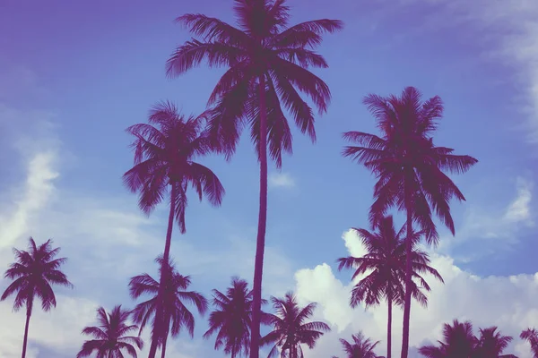 Piękny Widok Zewnątrz Tropikalnych Przyrody Sylwetka Palmy Kokosowe Drzewo Niebie — Zdjęcie stockowe