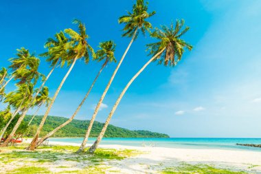 Güzel doğa tropikal plaj ve Hindistan cevizi hurma ağacı için cennet adasında tatil seyahat