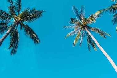 Güzel açık mavi gökyüzü ile Hindistan cevizi hurma ağacı - Vintage filtre