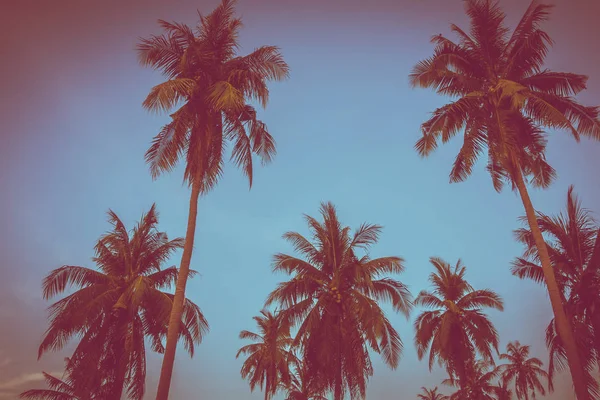 Gökyüzü günbatımı zaman - Vintage filtre tropikal doğa ve siluet Hindistan cevizi hurma ağacı ile güzel açık görünüm