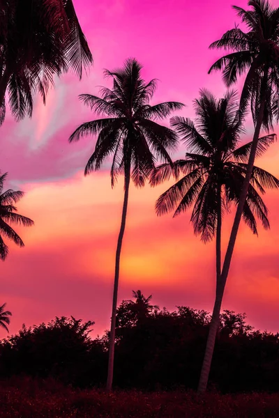 Beautiful Outdoor View Tropical Nature Silhouette Coconut Palm Tree Sky — Stock Photo, Image