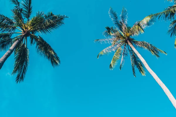 Güzel açık mavi gökyüzü ile Hindistan cevizi hurma ağacı - Vintage filtre