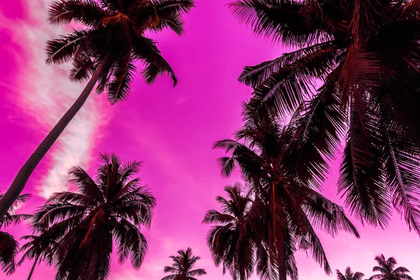 Вид Снаружи Природу Силуэт Кокосовой Пальмы Небе Закате Винтажный Фильтр — стоковое фото