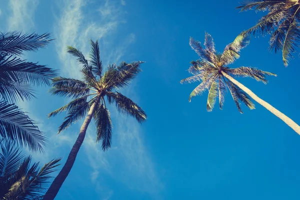 Güzel açık mavi gökyüzü ile Hindistan cevizi hurma ağacı - Vintage filtre