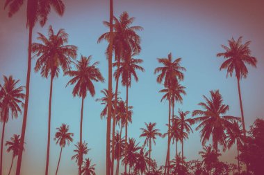 Gökyüzü günbatımı zaman - Vintage filtre tropikal doğa ve siluet Hindistan cevizi hurma ağacı ile güzel açık görünüm