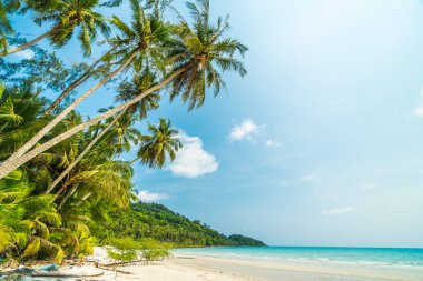Güzel doğa tropikal plaj ve Hindistan cevizi hurma ağacı için cennet adasında tatil seyahat