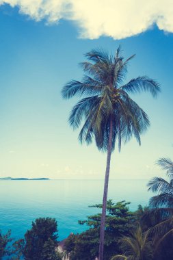 Deniz okyanus mavi gökyüzü arka plan üzerinde güzel Hindistan cevizi hurma ağacı