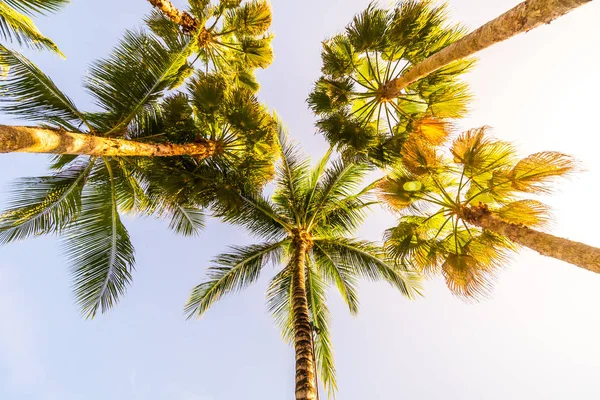 Beautiful Tropical Nature Coconut Palm Tree Sky Background Vintage Filter — Stock Photo, Image