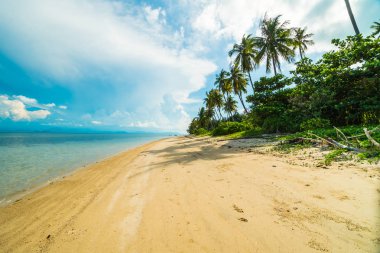 Güzel tropikal plaj ve Hindistan cevizi hurma ağacı Cennet Adası