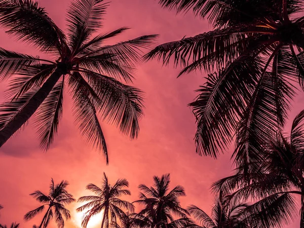 Красивые Тропические Пальмы Кокоса Голубом Фоне Неба — стоковое фото
