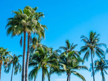 Mavi gökyüzü arka plan güzel tropikal Hindistan cevizi hurma ağacı