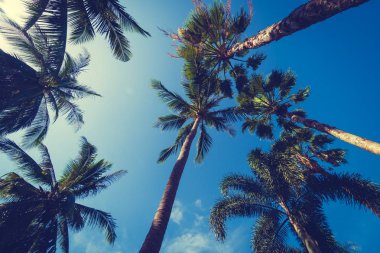 Gökyüzü arka plan - Vintage filtre ile güzel tropikal ve doğa Hindistan cevizi hurma ağacı