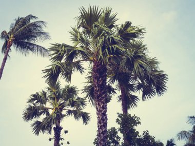 Mavi gökyüzü arka plan güzel tropikal Hindistan cevizi hurma ağacı