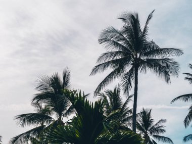 Mavi gökyüzü arka plan güzel tropikal Hindistan cevizi hurma ağacı