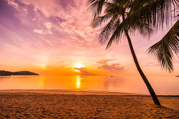 Günbatımı zaman tropik cennet ada plaj ve deniz ile Hindistan cevizi palmiye ağacı üzerinde tatil ve tatil için