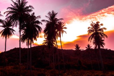 Gökyüzü günbatımı zaman - Vintage filtre tropikal doğa ve siluet Hindistan cevizi hurma ağacı ile güzel açık görünüm