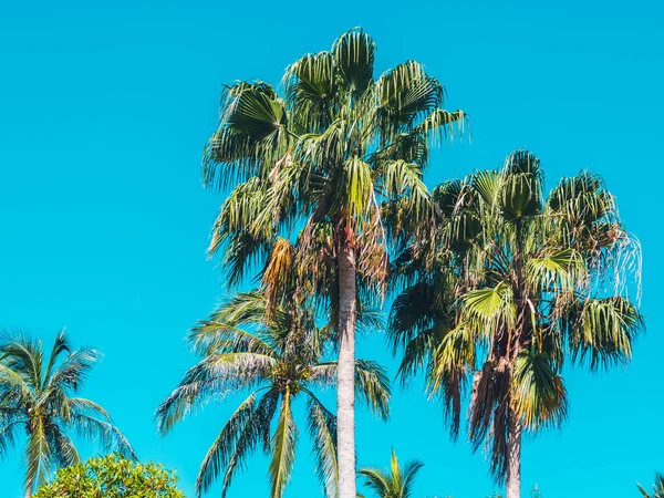 Beautiful Tropical Coconut Palm Tree Blue Sky Background — Stock Photo, Image