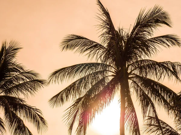 Beautiful Tropical Coconut Palm Tree Blue Sky Background — Stock Photo, Image