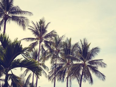 Mavi gökyüzü arka plan güzel tropikal Hindistan cevizi hurma ağacı