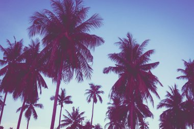 Gökyüzü günbatımı zaman - Vintage filtre tropikal doğa ve siluet Hindistan cevizi hurma ağacı ile güzel açık görünüm