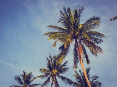 Mavi gökyüzü arka plan güzel tropikal Hindistan cevizi hurma ağacı