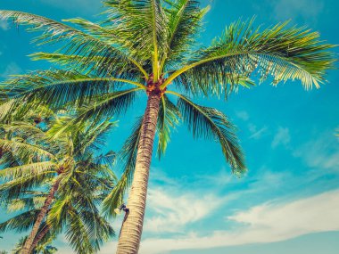 Güzel tropikal plaj ve deniz ile Hindistan cevizi hurma ağacının seyahat ve tatil