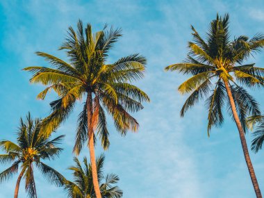 Mavi gökyüzü arka plan güzel tropikal Hindistan cevizi hurma ağacı