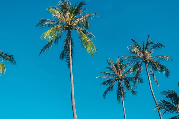 Beautiful Outdoor Blue Sky Coconut Palm Tree Vintage Filter — Stock Photo, Image