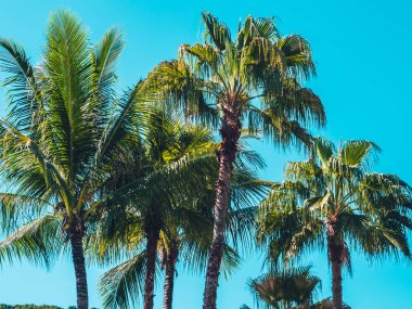 Mavi gökyüzü arka plan güzel tropikal Hindistan cevizi hurma ağacı