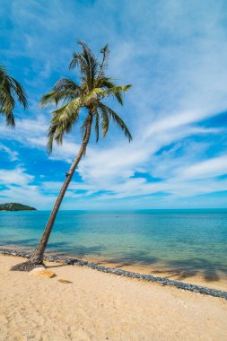 Güzel tropikal plaj deniz ve kum ile Hindistan cevizi palmiye ağacı üzerinde 