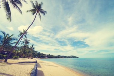 Güzel tropikal plaj deniz ve kum ile Hindistan cevizi palmiye ağacı üzerinde 