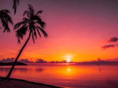 Güzel tropikal plaj deniz ve okyanus ile Hindistan cevizi hurma ağacı gündoğumu zaman seyahat ve tatil için