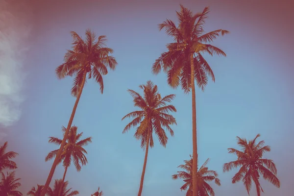 Gökyüzü günbatımı zaman - Vintage filtre tropikal doğa ve siluet Hindistan cevizi hurma ağacı ile güzel açık görünüm