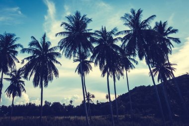 Gökyüzü günbatımı zaman - Vintage filtre tropikal doğa ve siluet Hindistan cevizi hurma ağacı ile güzel açık görünüm
