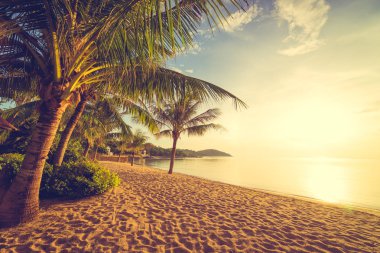Günbatımı zaman tropik cennet ada plaj ve deniz ile Hindistan cevizi palmiye ağacı üzerinde tatil ve tatil için
