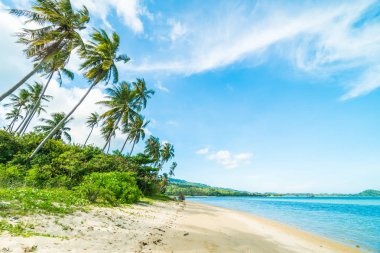 Güzel tropikal plaj ve Hindistan cevizi hurma ağacı Cennet Adası