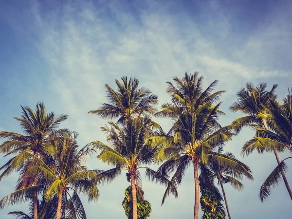 Beautiful Tropical Coconut Palm Tree Blue Sky Background — Stock Photo, Image