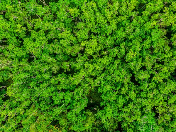 Вид Воздуха Деревья Лесу Летом Время Отпуска — стоковое фото