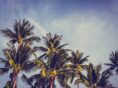 Mavi gökyüzü arka plan güzel tropikal Hindistan cevizi hurma ağacı