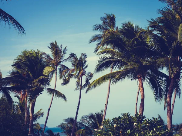 青い空を背景に美しい熱帯ココナッツ椰子の木 — ストック写真